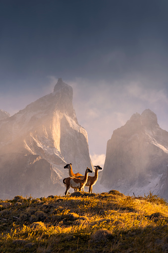 Three Guanaco and Torres del Pine National Park in the morning. Chile